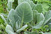Silver leaf sage