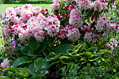 Schattiges Beet mit Rhododendron 'Silberwolke', Funkien und Akelei