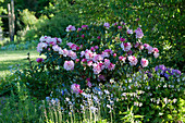 Schattiges Beet mit Rhododendron 'Silberwolke', Beinwell und Hasenglöckchen