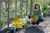 Frau stellt Pflanzen am Gewächshaus in Reihe um ein Beet anzulegen: Zauberschnee, Kreuzkraut 'Angel Wings' und Gewürz-Tagetes im Wechsel