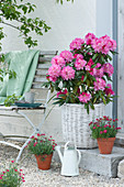 Rhododendron 'Polaris' in basket and pots with carnations Summer Diamonds 'Dark Red'