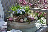 Sheet metal bowl as an Easter basket with horned violets and grape hyacinths on a bench