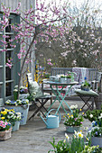 Spring terrace with peach tree, primroses, horned violets, daffodils, golden bells, daisies, milk star, grape hyacinths and seating area