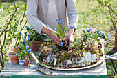 Woman plants grape hyacinths in a moss wreath and birch bark, willow branches around