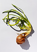 A sprouted onion
