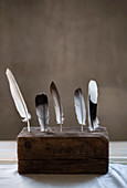 Feathers stuck in wooden block