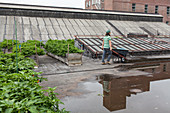 A rooftop farm on a former industrial site in Queens, NY