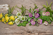 Different types of clover (wound clover, white clover, red clover, Swedish clover)