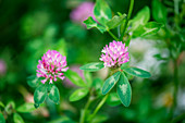 Wiesenklee/ Rotklee (Trifolium pratense)