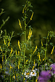 Gelber Steinklee (Melilotus)