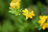 Common bird's-foot trefoil (lotus corniculatus)