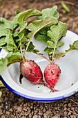 Two freshly picked radishes in an enamel bowl