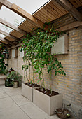 Tomato plants in raised beds in conservatory with brick walls