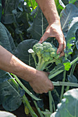 Harvest broccoli