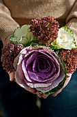 Hands holding bouquet of white and purple ornamental cabbage and sedums