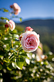 Rosablühende Rosen im Garten