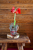 Amaryllis in jacket of bark and conifer cones on slice of tree trunk
