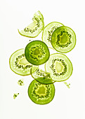 Backlit kiwi fruit slices on white background. Top view layout