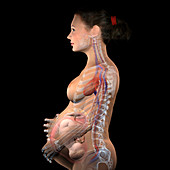 Pregnant woman, illustration
