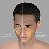 Skin aging, illustration