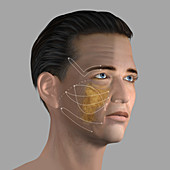 Skin aging, illustration