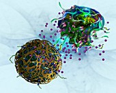T cell attacking cancer cell, illustration