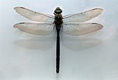 Emperor dragonfly