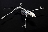Northern flying squirrel skeleton