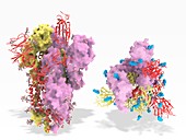 Coronavirus spike protein surface sugars, molecular model