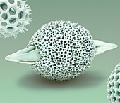 Radiolarian, SEM