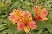 Alstroemeria 'Saturne' flowers