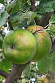 Apple (Malus domestica 'Striped Beefing') in fruit