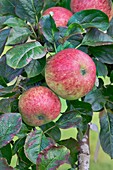 Apple (Malus domestica 'Tiffen') in fruit