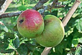 Apple (Malus domestica 'Edward VII') in fruit