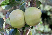 Apple (Malus domestica 'Royal Jubilee') in fruit