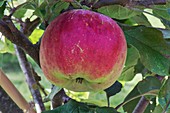 Apple (Malus domestica 'Gascoyne's Scarlet') in fruit