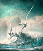 Cimoliopterus pterosaurs in flight, illustration