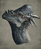 Pachycephalosaurus dinosaur head, illustration