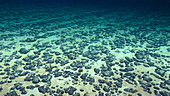 Manganese nodules on the sea floor