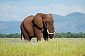 Solitary male African elephant
