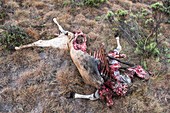 Eland cow killed by lion