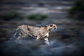 Male cheetah running through bush