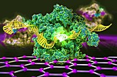 CRISPRâ€“Chip biosensor, illustration