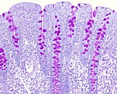 Colon goblet cells, light micrograph