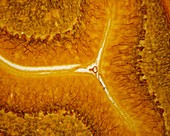 Purkinje cells, light micrograph