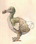 Dodo, illustration