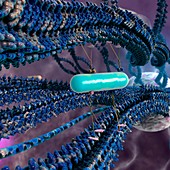 Intracellular transport of nanoparticles, illustration