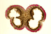Allium giganteum anther, light micrograph
