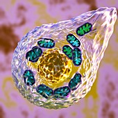 Mitochondrial changes in cell reprogramming, illustration