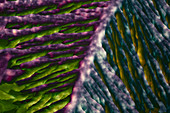 Amino acid and sulphates, polarised light micrograph